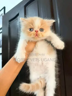 Purebred Persian Kitten - 1-3 Months Old
