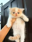 Purebred Persian Kitten - 1-3 Months Old - 1