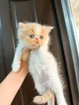 Purebred Persian Kitten - 1-3 Months Old - 2
