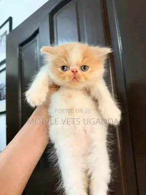 Female Purebred Persian Kitten (1-3 Months)