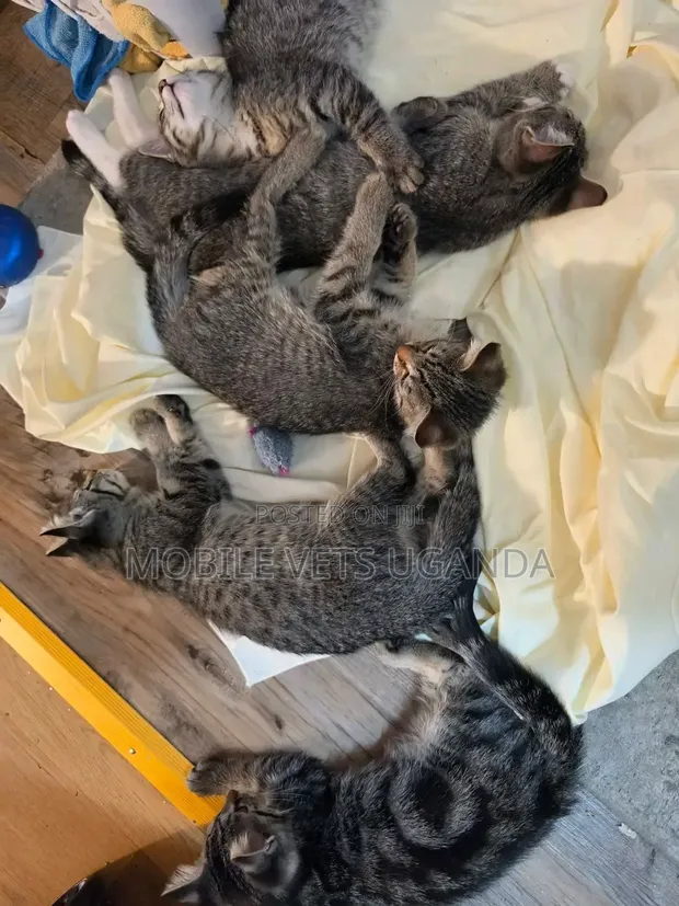 1-3 Month Female Purebred Savannah Kitten - 1