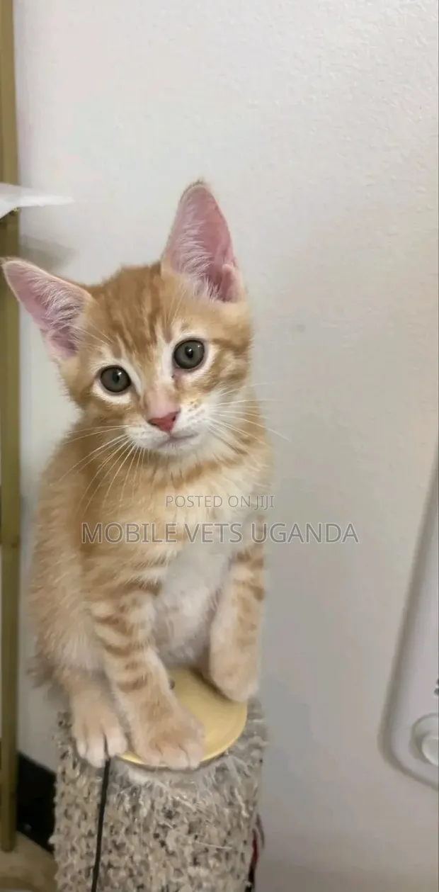Female Exotic Kitten, 1-3 Months Old - 1