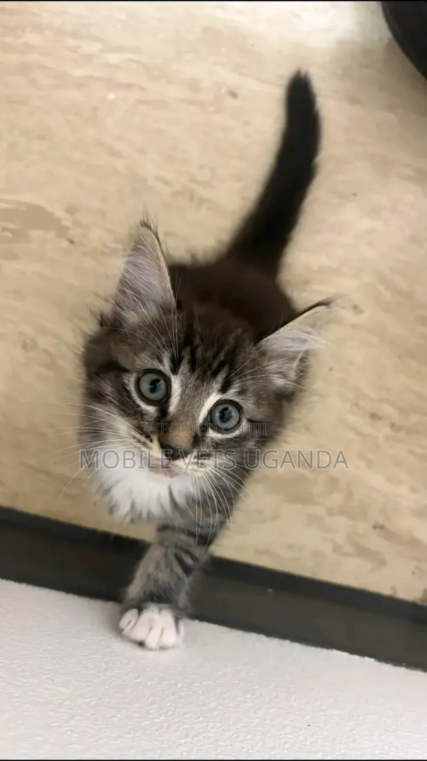 Female American Bobtail Kitten, 1-3 Months - 1