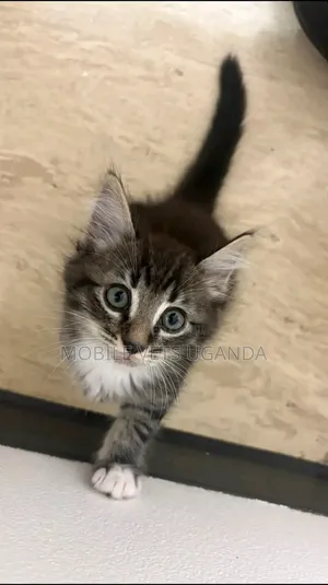 Female American Bobtail Kitten, 1-3 Months