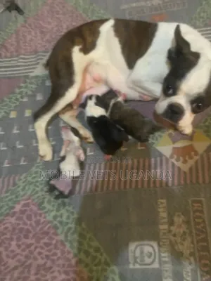 0-1 Month Male Purebred Boston Terrier