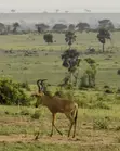 3-Day Murchison Falls Safari Venture - 4