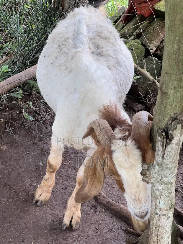 Pure South African Boer Buck for Sale - 1