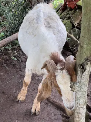 Pure South African Boer Buck for Sale