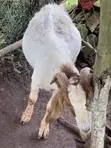 Pure South African Boer Buck for Sale - 1