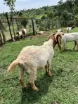 Pure South African Boer Buck for Sale - 2
