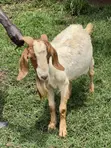 Pure South African Boer Buck for Sale - 3