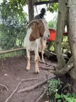 Pure South African Boer Buck for Sale - 4