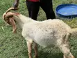 Pure South African Boer Buck for Sale - 5