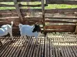 Young Boer Bucks for Sale - 1
