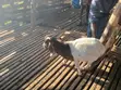 Young Boer Bucks for Sale - 3