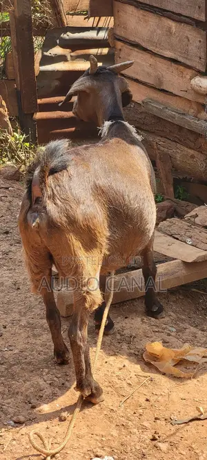 Pregnant Red Kalahari Goat