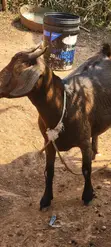 Pregnant Red Kalahari Goat - 2
