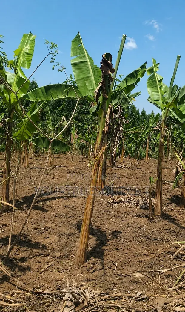 Land for Sale in Kakiri, Kikuji/Kigayaza Area - 1