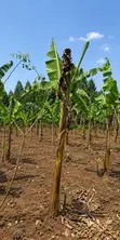Land for Sale in Kakiri, Kikuji/Kigayaza Area - 2