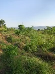 20 Acres Mixed-Use Land for Sale in Lugazi - 1