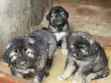 1-3 Month Male Purebred Caucasian Shepherd - 1