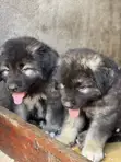 1-3 Month Male Purebred Caucasian Shepherd - 2