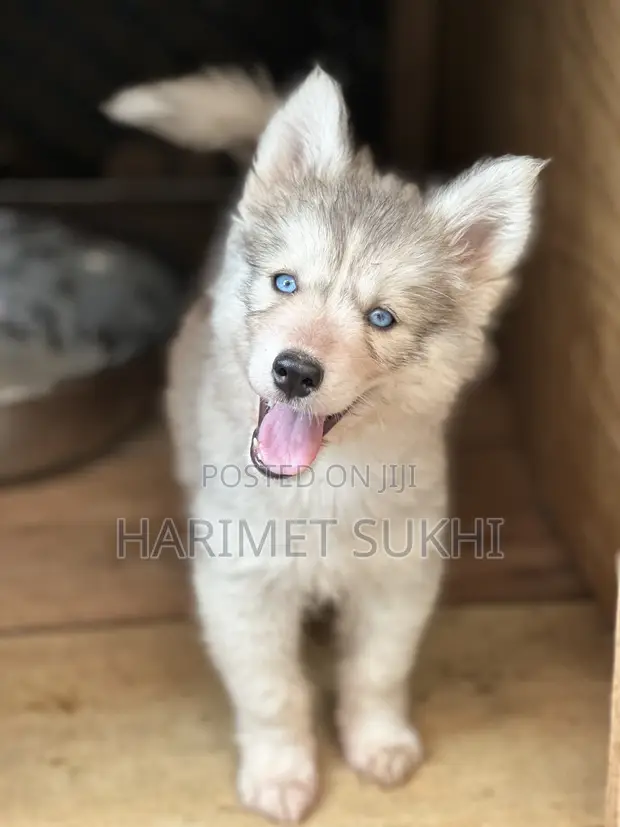 Female Siberian Husky Puppy (1-3 Months) - 1