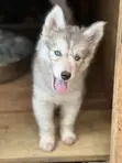 Female Siberian Husky Puppy (1-3 Months) - 2
