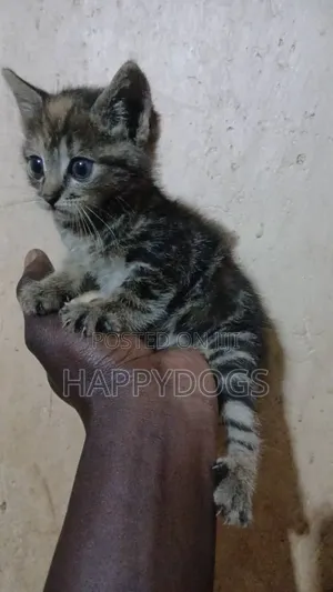 Male Mixed Breed Cat, 1-3 Months Old