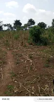 75x75ft Plot for Sale in Musiima, Jinja City - 4