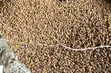 Mustard Seeds 1kg - 2