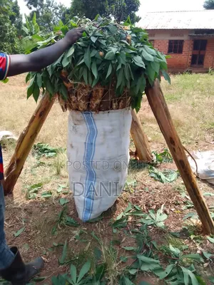 Fresh Cassava