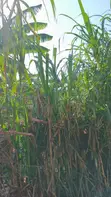 35 Decimals Prime Land for Sale in Kawempe Ttula - 3