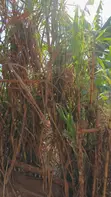 35 Decimals Prime Land for Sale in Kawempe Ttula - 4