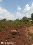 Land for Sale in Bulami, Zirobwe - 1