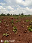 Land for Sale in Bulami, Zirobwe - 2
