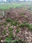 Land for Sale in Bulami, Zirobwe - 4