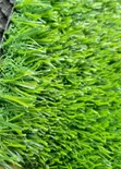 50mm Artificial Grass Carpet - 1