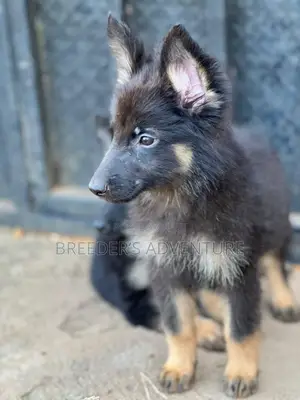 Male Purebred German Shepherd Puppy (1-3 Months)
