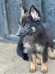 Male Purebred German Shepherd Puppy (1-3 Months) - 1