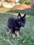Male Purebred German Shepherd Puppy (1-3 Months) - 2