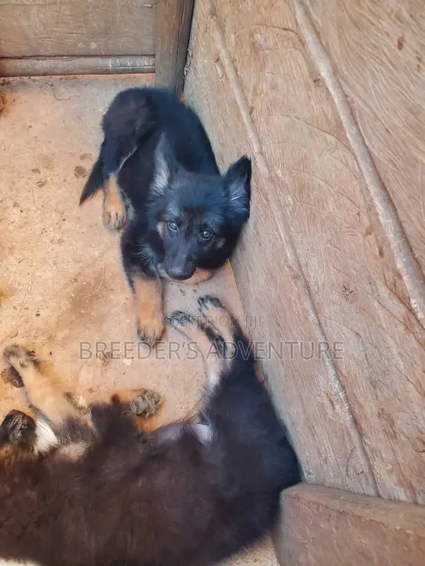 Male Purebred German Shepherd Puppy (1-3 Months) - 1