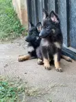 Male Purebred German Shepherd Puppy (1-3 Months) - 2