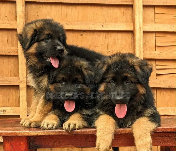 1-3 Month Male Purebred German Shepherd Puppy - 1