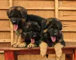 1-3 Month Male Purebred German Shepherd Puppy - 2
