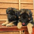 1-3 Month Male Purebred German Shepherd Puppy - 3