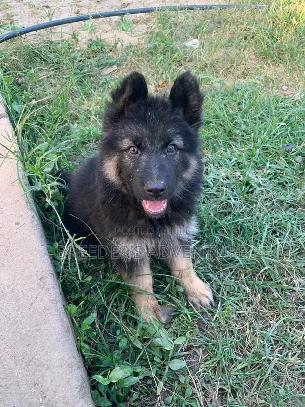 1-3 Month Male Purebred German Shepherd Puppy - 1