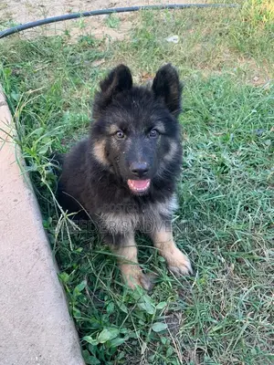 1-3 Month Male Purebred German Shepherd Puppy