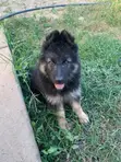 1-3 Month Male Purebred German Shepherd Puppy - 2