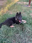 1-3 Month Male Purebred German Shepherd Puppy - 3